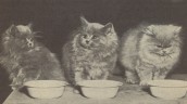 Thrift-ola Yard Sale - This Saturday! Vittoria Wharf, 10 Stour Road, London E3 2NT